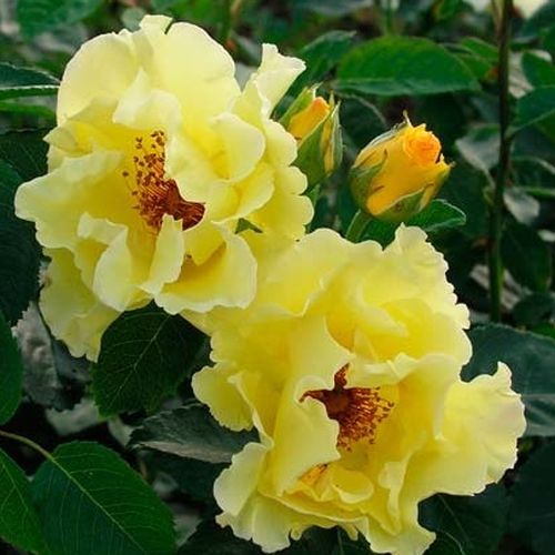 Rosa Tibet-Rose™ - galben - Trandafir copac cu trunchi înalt - cu flori simpli - coroană tufiș